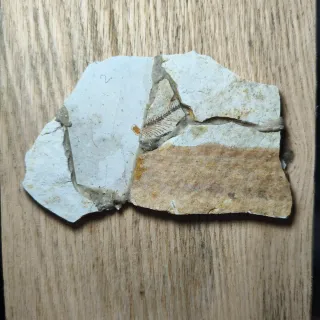 FÓSIL DE PEZ EN PIEDRA