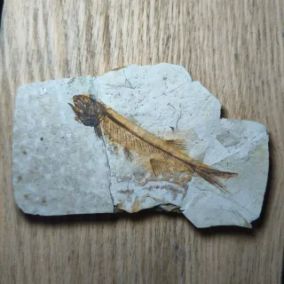 FOSIL DE PEZ EN PIEDRA