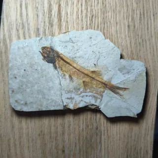 FOSIL DE PEZ EN PIEDRA