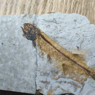 FOSIL DE PEZ EN PIEDRA