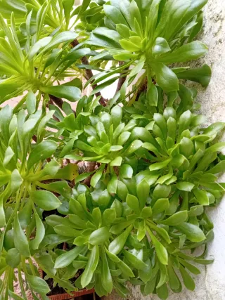 Esquejes de planta suculenta