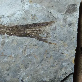 FOSIL DE PEZ EN PIEDRA