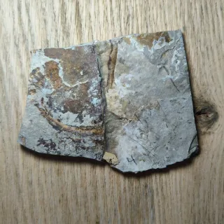 FOSIL DE PEZ EN PIEDRA