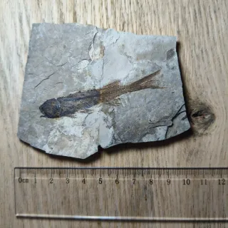 FOSIL DE PEZ EN PIEDRA