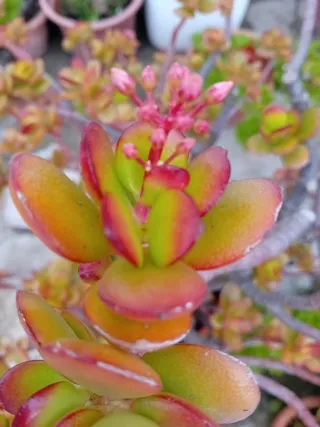 Esquejes de Planta Jade