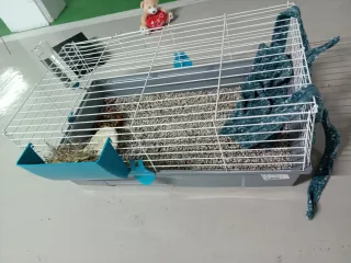 Jaula Conejo/Cobaya