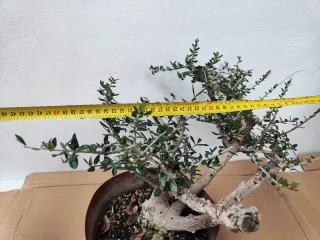 Prebonsai Olivo Acebuche madera muerta