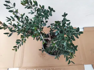 Prebonsai Olivo Acebuche con raíces expuestas