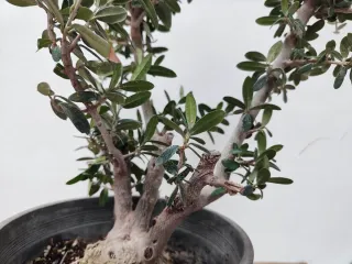Prebonsai Olivo Acebuche con raíces expuestas