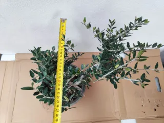 Prebonsai Olivo Acebuche con raíces expuestas