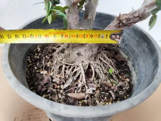 Prebonsai Olivo Acebuche con raíces expuestas