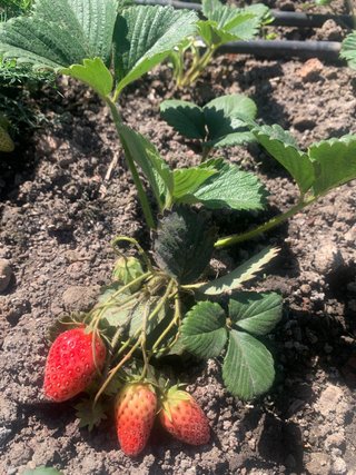 Lote 10 plantas de fresa dulce