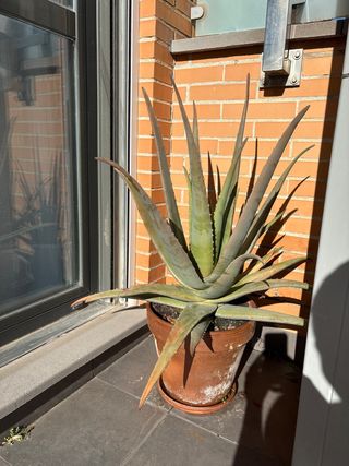 Planta Aloe Vera Grande