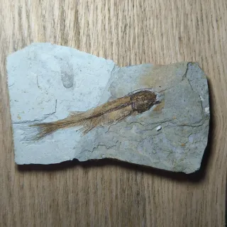 FOSIL DE PEZ EN PIEDRA