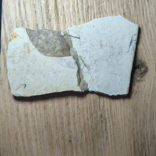 FOSIL DE PEZ EN PIEDRA