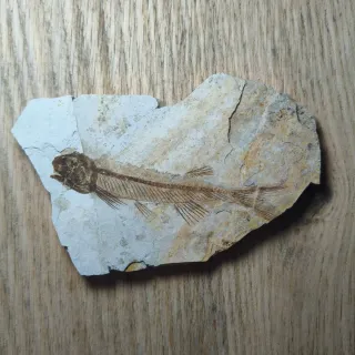 FOSIL DE PEZ EN PIEDRA