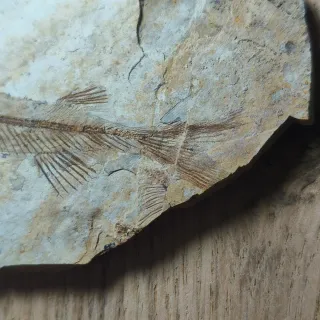 FOSIL DE PEZ EN PIEDRA