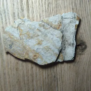 FOSIL DE PEZ EN PIEDRA