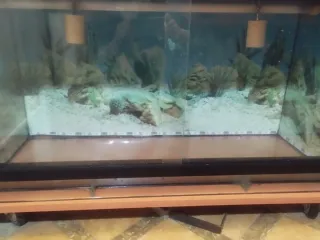 Terrario 100x50x50