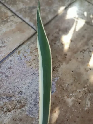 Agave variegata pianta con radici