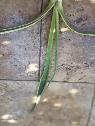 Agave variegata pianta con radici