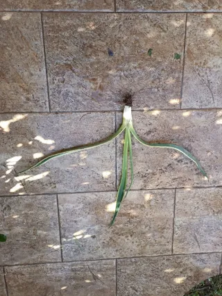 Agave variegata pianta con radici