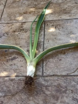 Agave variegata pianta con radici