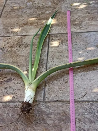 Agave variegata pianta con radici
