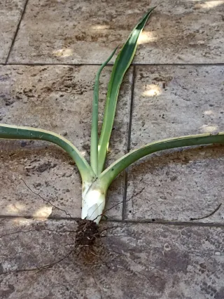 Agave variegata pianta con radici