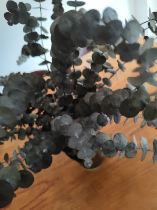 Eucalipto preservado