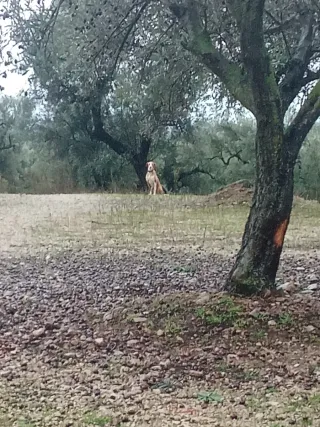 Poda de olivos  y almendros
