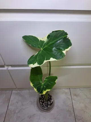 Alocasia Xanthosoma Albomarginata Mickey Mouse