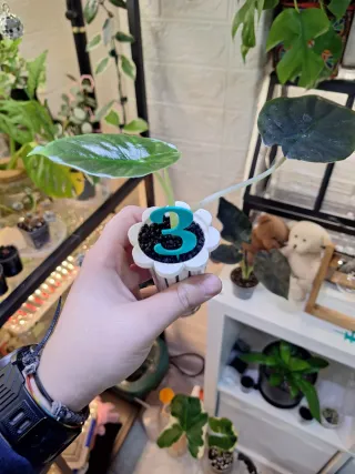 Alocasia Infernalis 3