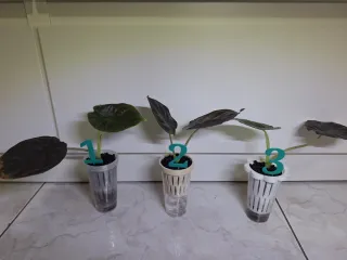 Alocasia Infernalis 3