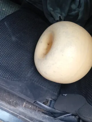 Bolla para trasmallo