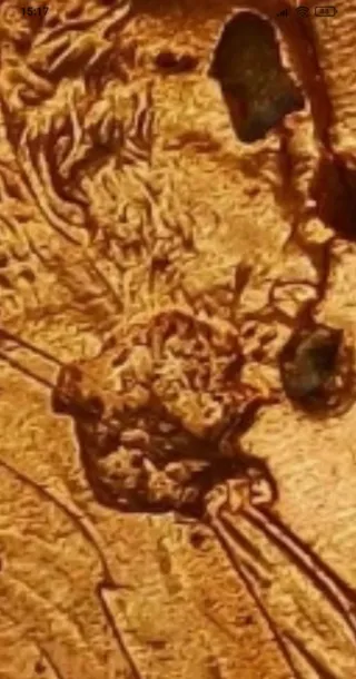 MONEDA 1 CENTAVO LINCOLN.1995D.ERROR LAMINACION.