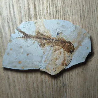 FOSIL DE PEZ EN PIEDRA