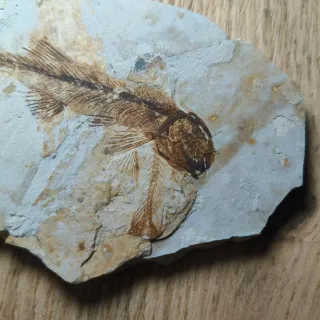 FOSIL DE PEZ EN PIEDRA