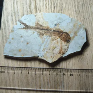 FOSIL DE PEZ EN PIEDRA