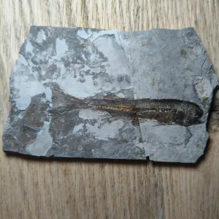 FOSIL DE PEZ EN PIEDRA