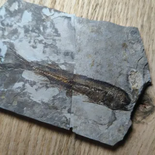 FOSIL DE PEZ EN PIEDRA