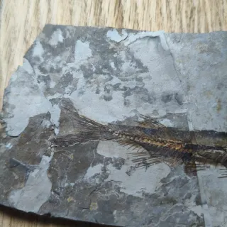 FOSIL DE PEZ EN PIEDRA