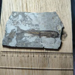 FOSIL DE PEZ EN PIEDRA