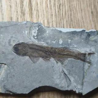 FOSIL DE PEZ EN PIEDRA