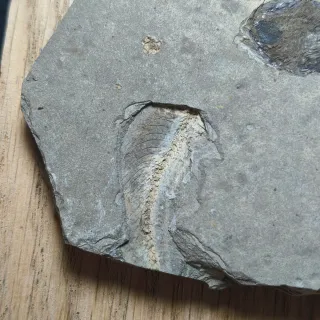 FOSIL DE PEZ EN PIEDRA