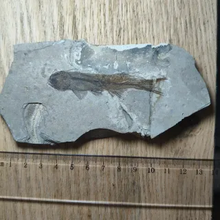 FOSIL DE PEZ EN PIEDRA