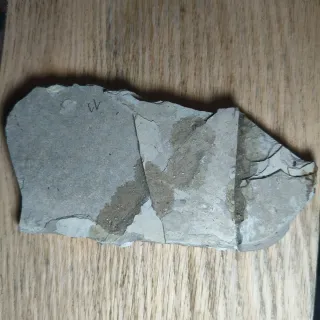 FOSIL DE PEZ EN PIEDRA