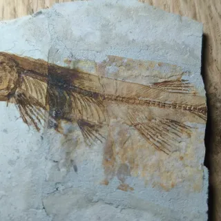 FOSIL DE PEZ EN PIEDRA