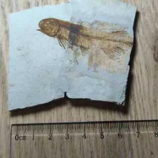 FOSIL DE PEZ EN PIEDRA