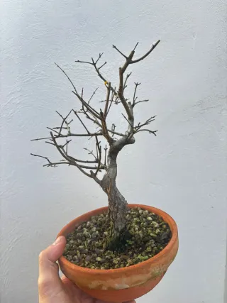 Bonsái Granado Nejikan